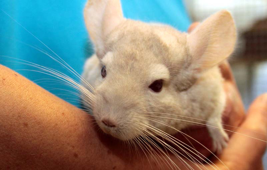 Chinchilla Prinz auf Arm Trauriges