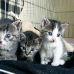 drei Katzenbabys mit blauen Augen auf Kuscheldecke