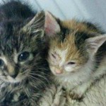 beitragsbild_ligadorf