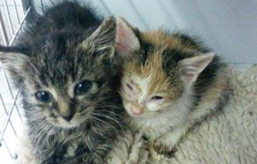 beitragsbild_ligadorf