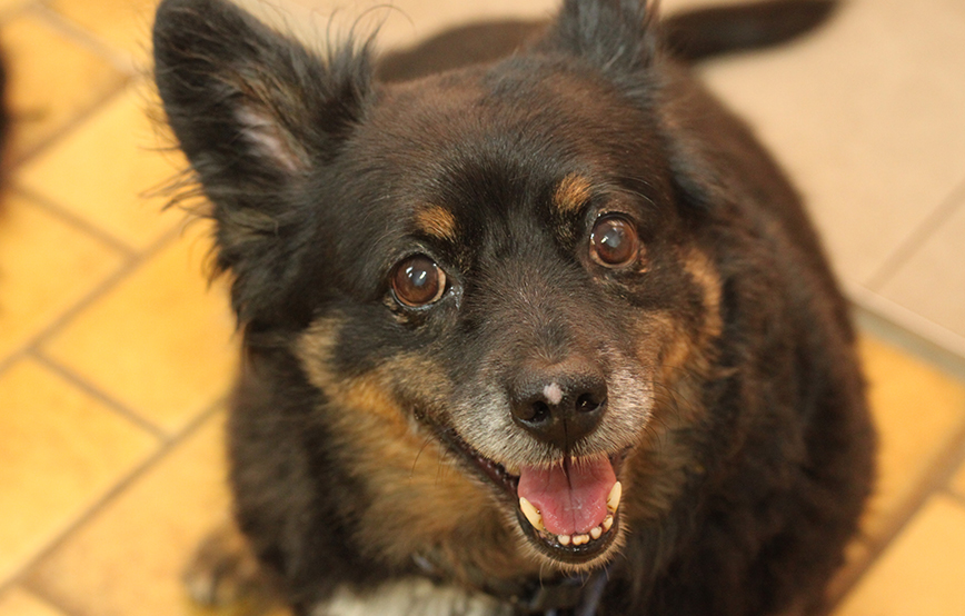 beitragsbild nierenversagen