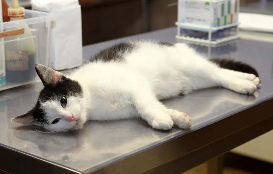 beitragsbild_angefallen