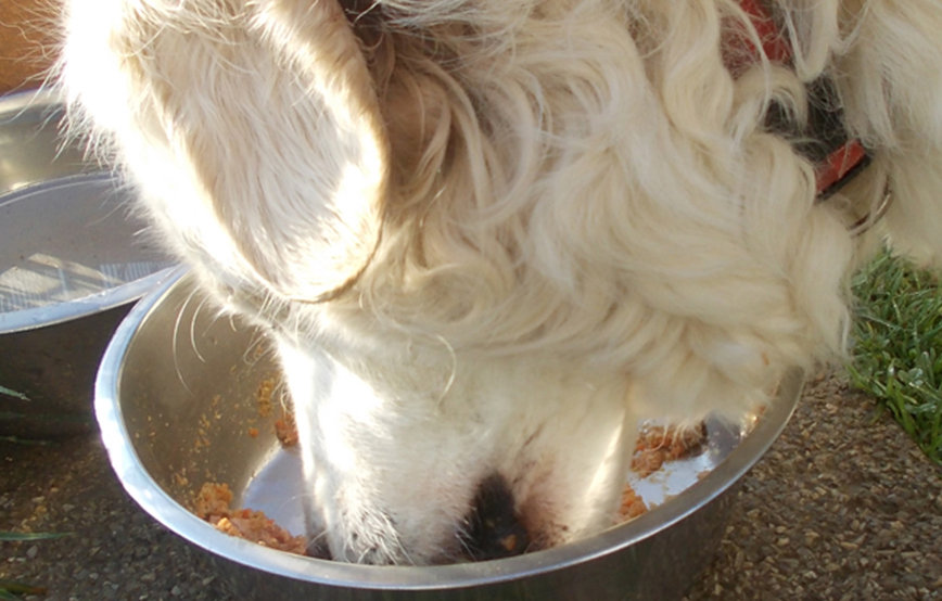 beitragsbild_hundefutter