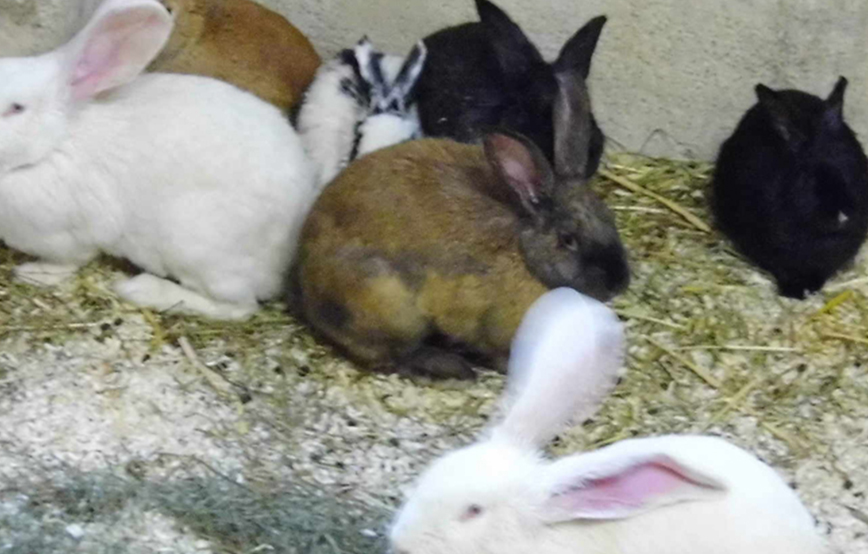 beitragsbild_kaninchen