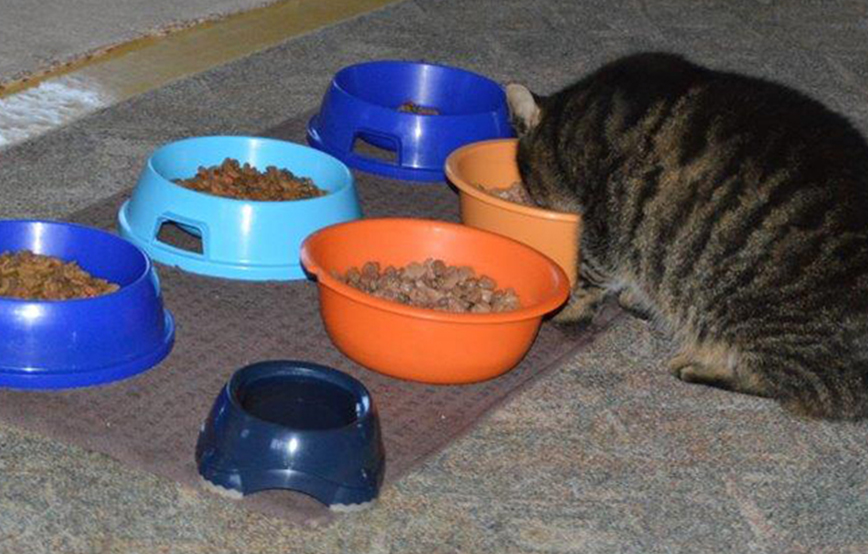 beitragsbild_katzenfutter