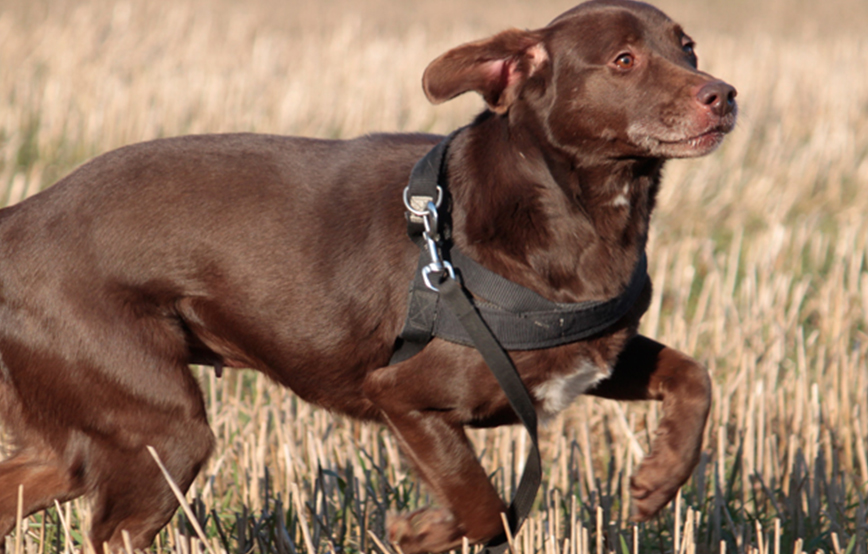 beitragsbild tierheim adoptiere hund