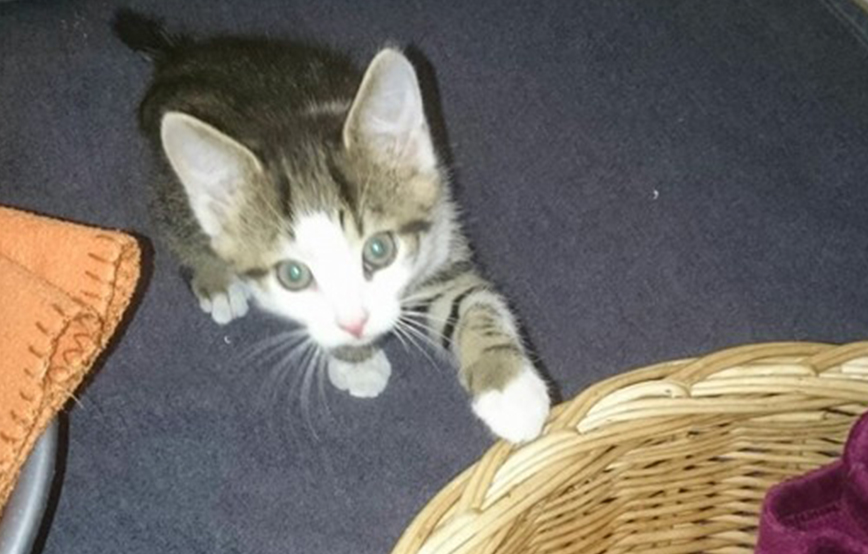 beitragsbildgeronimo