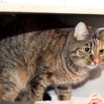 june_k149_15_201610-4