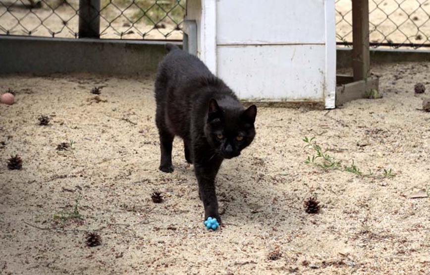 Kater Eddy im gehege trauriges