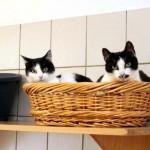 zwei Katzen Laura Toto im Korb auf Regal Laura-Toto.jpg