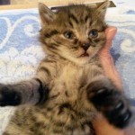 whatsapp-image-2016-11-03-at-16-49-06