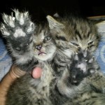 whatsapp-image-2016-11-03-at-17-11-36