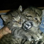 whatsapp-image-2016-11-03-at-17-20-31