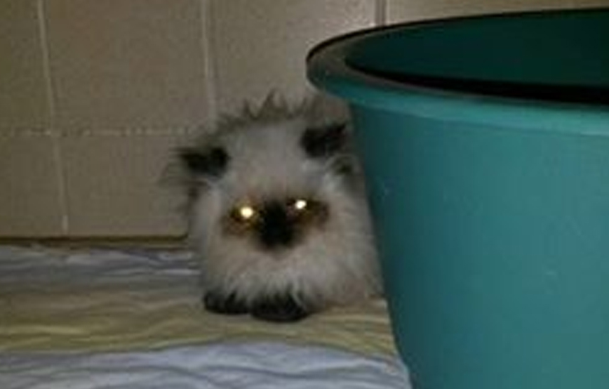 beitragsbild princess katzenstation tierschutzliga