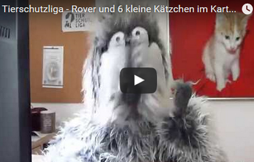 beitragsbild_kartonkatzen1