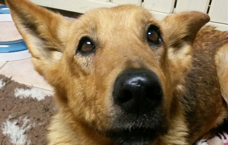 Hund Bina liegt auf boden trauriges