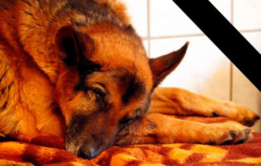 Hund Ghost liegt auf decke trauriges