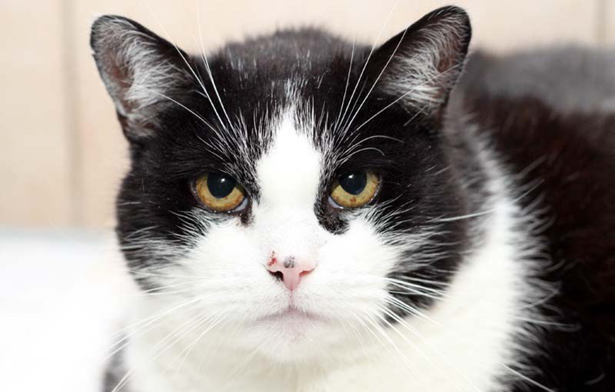 Katze Kitko trauriges