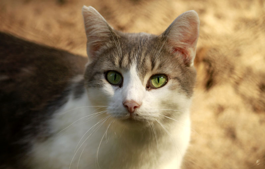 Katze Merlot trauriges