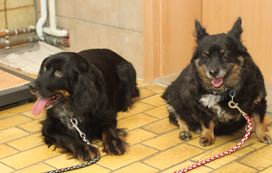 beitragsbild alt entsorgt tierschutzliga