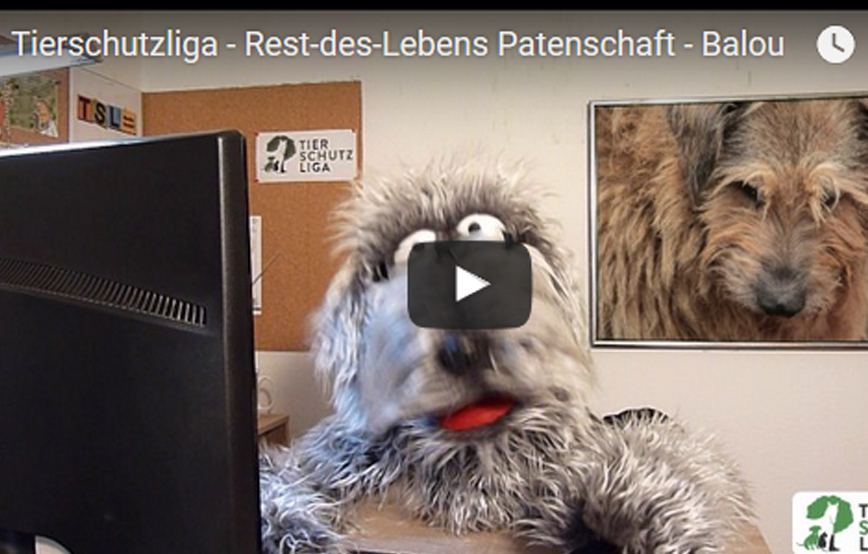 beitragsbild_ Balou