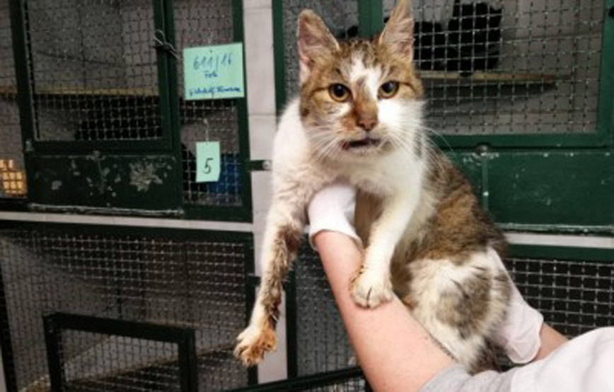 Katze wird hochgehalten vor gitterboxen