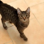 Europäische Kurzhaar Katze Maja auf Fliesenboden