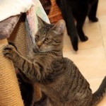 Europäische Kurzhaar Katze Maja am Kratzbaum