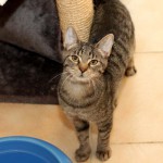 Europäische Kurzhaar Katze Maja legt das Köpfchen schief