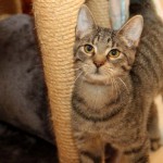 Europäische Kurzhaar Katze Maja schaut erwatungsvoll