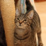 Europäische Kurzhaar Katze Maja kneift die Augen zusammen