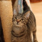 Europäische Kurzhaar Katze Maja schaut interessiert