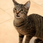 Europäische Kurzhaar Katze Maja schaut irritiert