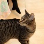 Europäische Kurzhaar Katze Maja schaut über die Schulter