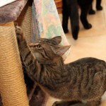 Europäische Kurzhaar Katze Maja streckt sich am Kratzbaum