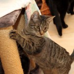 Europäische Kurzhaar Katze Maja Maja schaut vom Kratzbaum weg