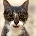 Sternchen_K022_15_201609 (4)