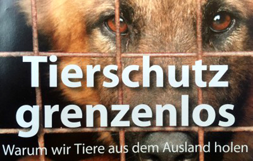 Tierschutz grenzenlos tiere aus dem ausland