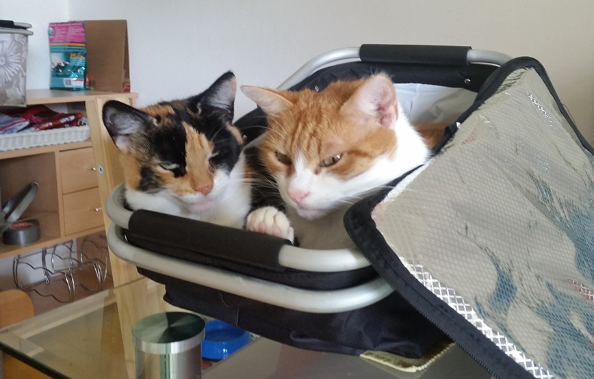 Katzen Tom und HIlde im Korb