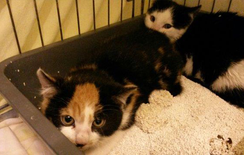 drei Katzenbabys suchen Paten