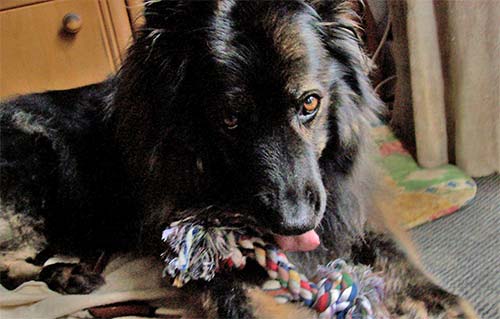 beitragsbild asti hund lesergeschichte