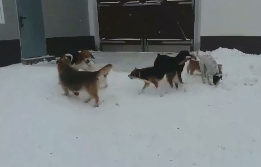 beitragsbild_im Schnee