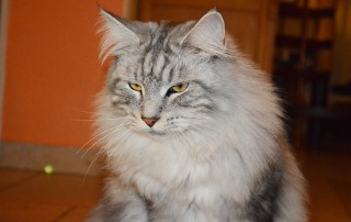 Kater Paul schaut verträumt