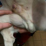 französische Bulldogge Grizu Bein