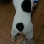 französische Bulldogge Grizu Rücken