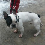 französische Bulldogge Grizu an der Leine