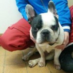 französische Bulldogge Grizu sitzt