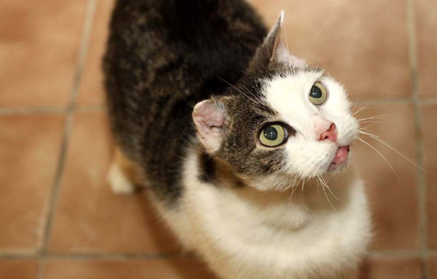 Kater Billi schaut nach oben trauriges