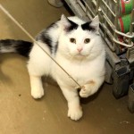 Kater Rico auf Boden spielt mit Schnur neben Rollwagen