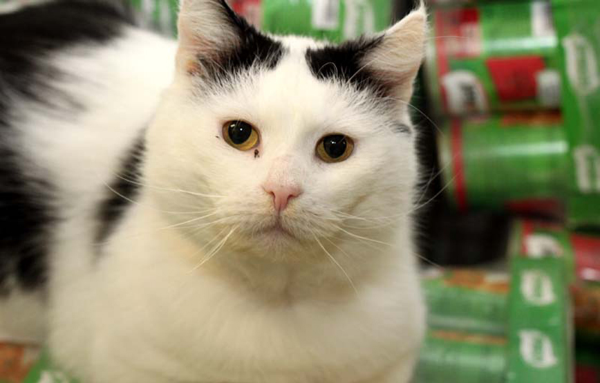 Kater Rico im Katzenfutter KiteKat